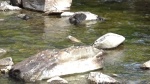 Sandpiper .jpg