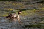 Great Crested Grebe.jpg