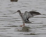 Spotted Redshank