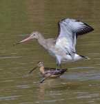 Long Billed Dowitcher