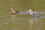 Long Billed Dowitcher