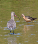 Long Billed Dowitcher