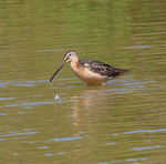 Long Billed Dowitcher