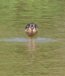 Long Billed Dowitcher