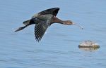 Glossy Ibis - Plegadis falcinellus.jpg