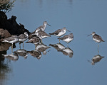 Greenshank - Tringa nebularia.jpg