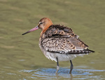 Black-tailed godwit - Limosa limosa.jpg