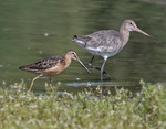 Long-billed Dowitcher - Limnodromus scolopaceus and a Black-tailed godwit - Limosa limosa.jpg