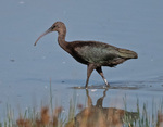 Glossy Ibis - Plegadis falcinellus