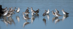 Greenshank - Tringa nebularia Adults and juveniles