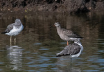 Spotted redshank - Tringa erythropus and Greenshank - Tringa nebularia