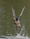 Pintail - Anas acuta.jpg