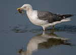 Lesser black-backed gull - Larus fuscus catching crabs.jpg