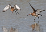 Black-tailed godwit - Limosa limosa.jpg