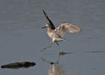 Greenshank - Tringa nebularia.jpg