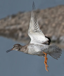 Redshank - Tringa totanus