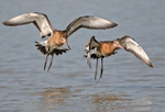 Black-tailed godwit - Limosa limosa 2.jpg