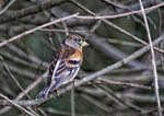 Brambling