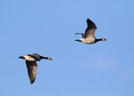 Barnacle Geese