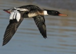 Red breasted merganser - Mergus serrator