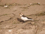 Snow Bunting