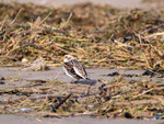 Snow Bunting