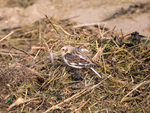 Snow Bunting