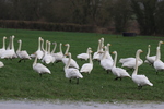 Whooper Swans Cilsan 2022