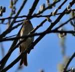 Chiffchaff.jpg