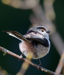 Long-tailed Tit.jpg