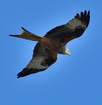 Red Kite_01.jpg