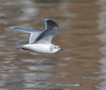 Little Gull_01.jpg