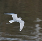 Little Gull_02.jpg