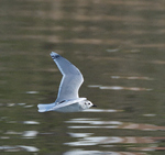 Little Gull_03.jpg