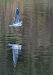 Little Gull_04.jpg