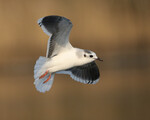 Little Gull
