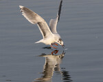 Little Gull
