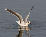 Little Gull
