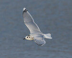 Little Gull