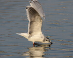 Little Gull
