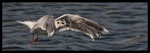 Little Gull