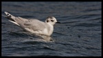 Little Gull