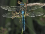Emperor dragonfly - Anax imperator