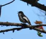 Pied Flycatcher, Aberglasney.JPG
