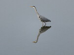Grey Heron, Dinefwr Park.JPG