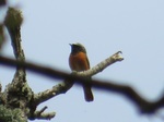 Redstart, Dinefwr Park.JPG