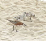 Bar-tailed Godwits