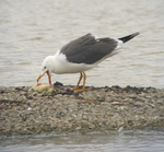 Lesser Black-backed Gull