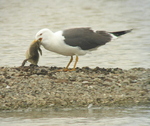 Lesser Black-backed Gull