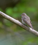 Spotted Flycatcher_01.jpg by Adam